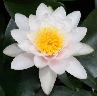 Yoga Nidra